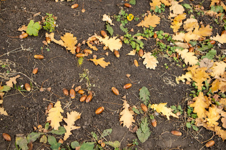 Autumn background fallen oak leaves and ripe acorns lie on the forest ground. Quercus robur, commonly known as petiolate oak, European oak.の写真素材