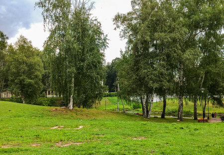 A rural landscape with a lawn, birch trees and a hill, a country park for walking.