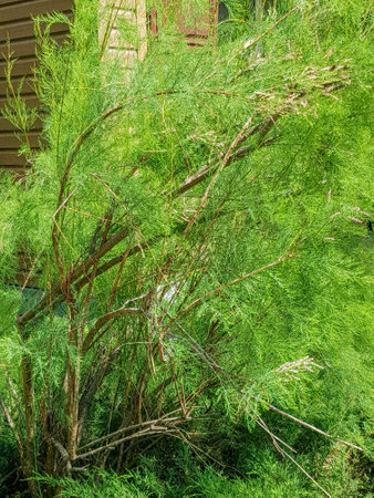 Vertical background title tamarix aphylla, flowering cypress or salt cedar in a park, botanical backgroundの写真素材