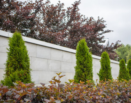 A row of tall evergreen Thuja occidentalis trees and beautiful shrubs along a white stone fence.の写真素材