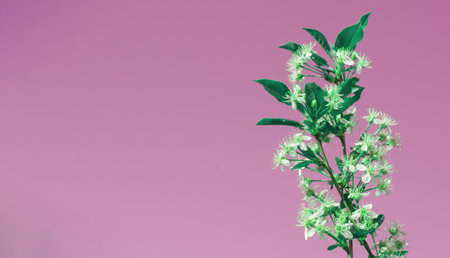 Banner with copy space on the left, one cherry blossom branch on a pink backgroundの写真素材