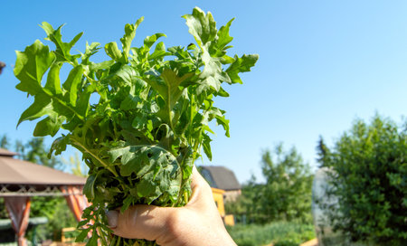 Green leaves of organic arugula in the hands of a woman, a sunny garden.の写真素材