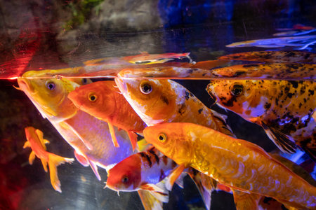 Lots of colorful aquarium fish. Aquarium oceanarium colorful sea panorama landscape.の写真素材