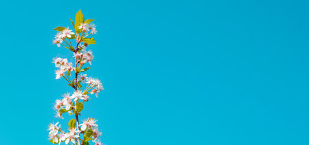 Banner with copy space to the right, a single cherry blossom branch against a blue sky background.の写真素材