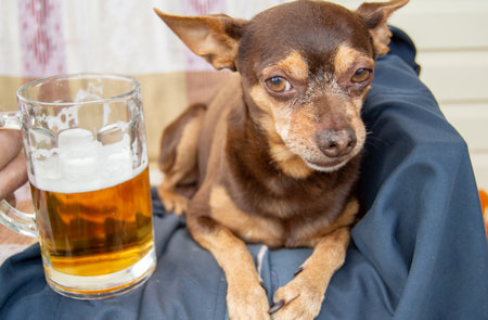 A dwarf pinscher dog sits with a foam beer, selective focus.の写真素材