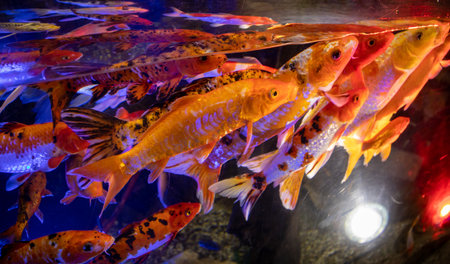 Lots of colorful aquarium fish. Aquarium oceanarium colorful sea panorama landscape.の写真素材