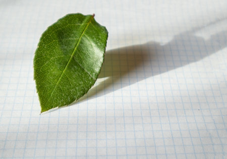 Single green rose leaf on a clean white piece of paper with shading. Copy space on the right. Close-up.の写真素材