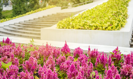 A flowerbed in the park with bright red celosia flowers blooming in rows against the bright green of trees and soft sunlight.の写真素材