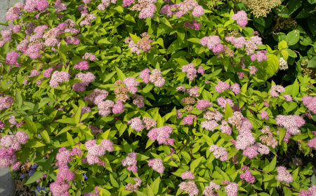 Beautiful floral background of pink inflorescences of Spirea japonica in June in the garden, Close-up.の写真素材