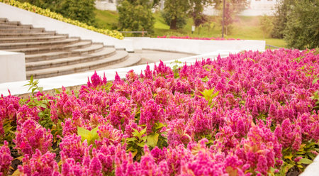 A flowerbed in the park with bright red celosia flowers blooming in rows against the bright green of trees and soft sunlightの写真素材