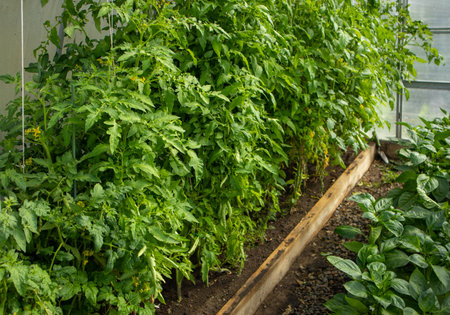 Green tops of young growing tomatoes, growing vegetables in a greenhouse.
