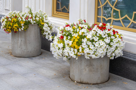 Abundant white, yellow and red petunias in large concrete pots by a building window. Horizontal shot, natural light, no people, shallow depth of field, HDR lookの写真素材