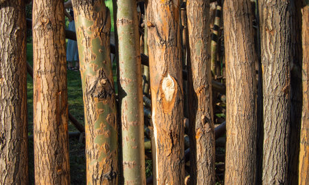 Close-up of upright tree trunks with bark and knots in warm sunlight. Natural wood texture,...