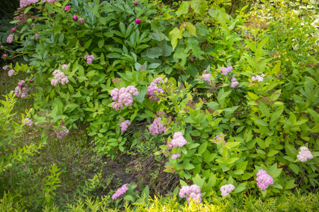 Japanese spirea with pink flower clusters among bright green foliage in a summer garden. Natural...