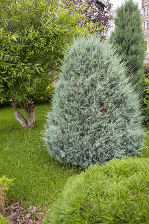 Dense silver-blue juniper in a landscaped garden with fresh lawn and evergreens. Vertical shot,...