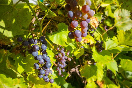 Ripe grape bunches on the vine with bright leaves. Autumn harvest and winemaking theme. Natural food...