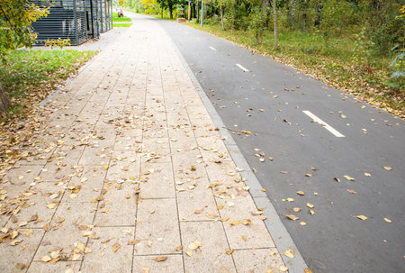 Empty bike lane and sidewalk covered with fallen leaves. Clean composition with markings and copy...