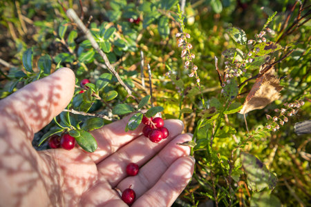 Hand picking ripe lingonberries on a mossy forest glade. Wild food and seasonal harvest. Horizontal frame with soft shadows and green leaves works for eco themes and recipes.の写真素材