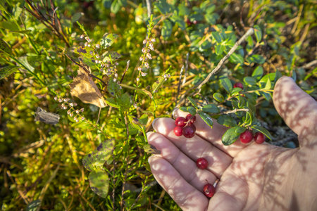 Hand picking ripe lingonberries on a mossy forest glade. Wild food and seasonal harvest. Horizontal frame with soft shadows and green leaves works for eco themes and recipes. Macro hand with lingonberries and green leaves natural backgroundの写真素材