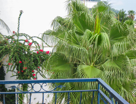 Palm and bougainvillea by a white wall and blue balcony Mediterranean resort mood perfect for hotel and destination marketing bright minimal scene horizontalの写真素材