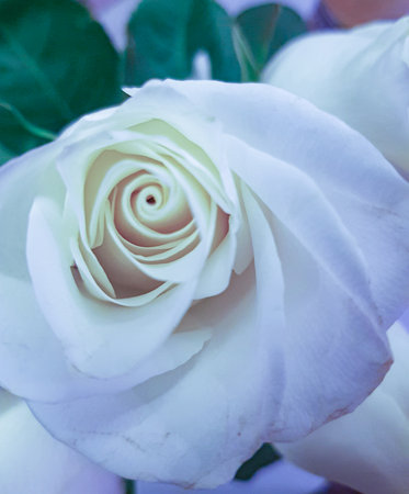 Delicate white rose on a light background quiet luxury and vanilla palette vertical image for branding packaging posters and mobile wallpapersの写真素材