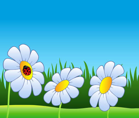 Three daisies and ladybug - vector illustration.のイラスト素材