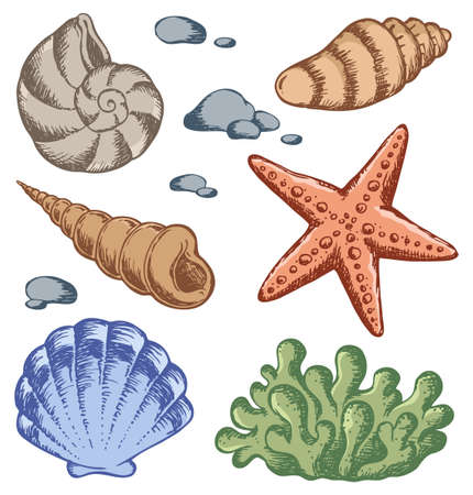 Sea shells drawings のイラスト素材