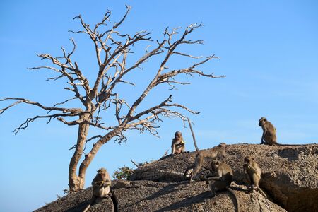 monkeys playing at the monkey mountain