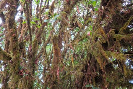 mystical forest with moss on the branches, Thailand