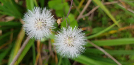 Beautiful white snowflakes in spring stand out with their softness and perfectionの写真素材