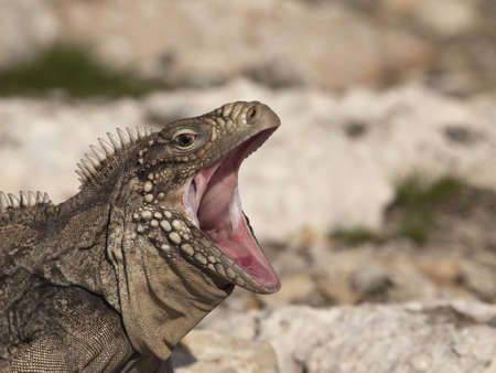 Iguana threatening opens his mouth to frightenの写真素材