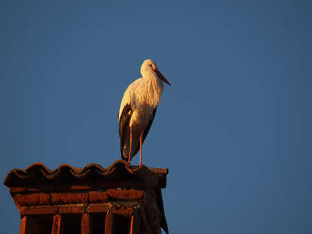 white stork controls the surroundings from above a chimney of a houseの写真素材