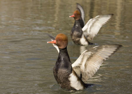 two ducks Netta Rufina, explain their wings simultaneously