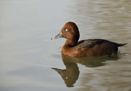 Ferruginous duck (Aythya Nyroca) swim in the calm, quiet waters of a pondの写真素材