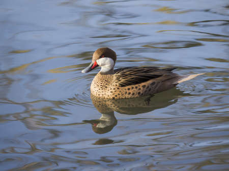 White-cheeked Pintail  Anas bahamensis  swims quietly in a small pondの写真素材