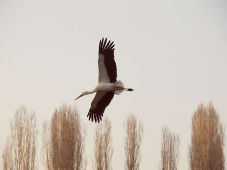 White stork fly in the skyの写真素材