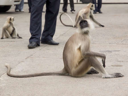 curious monkey looks surprised what she is doing unuomo unknown