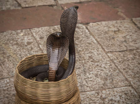 due cobra nel cesto di un incantatore di serpentiの写真素材