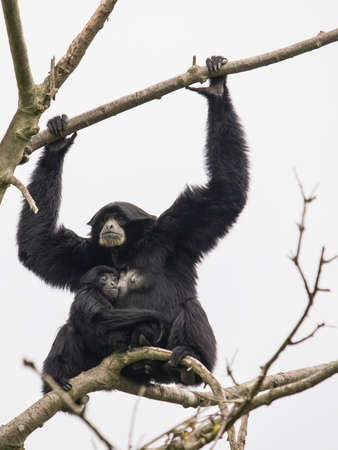 Siamang gibbon, mom and upper shaft puppyの写真素材