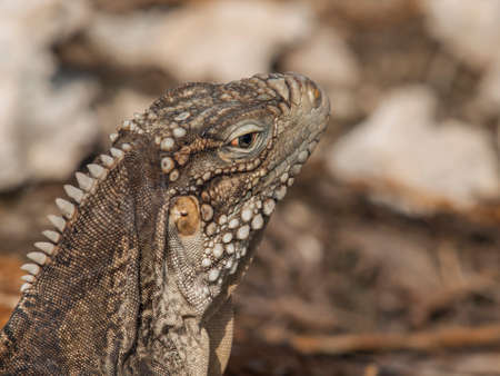 Closeup of a iguana photographed on a Cuban cayoの写真素材