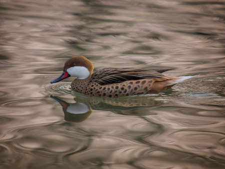 A beautiful specimen of codon Bahamian swims calmly in the pondの写真素材