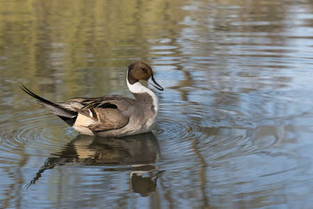 male specimen to Pintail Anas acuta quiet swims in the pondの写真素材