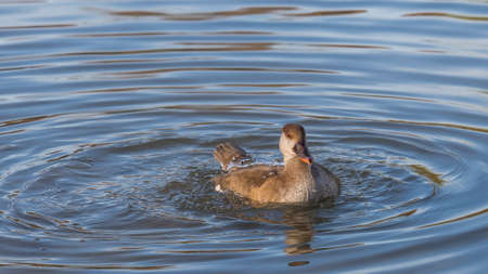 female specimen Netta Rufina swimming in the pondの写真素材
