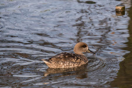Codon of the Bahamas in the pond with water that drips from the beakの写真素材