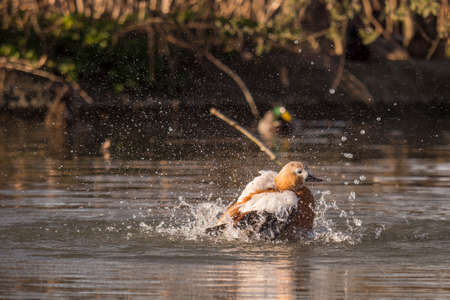 Ruddy Shelduck in a spray of water in the pond at duskの写真素材