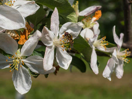 Bee at work collecting pollen in an apple orchard