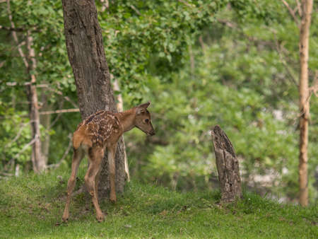 Deer puppy looking for food in the low mountain forestの写真素材
