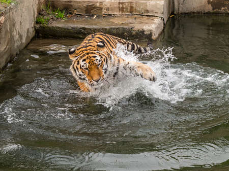 tiger plays in the water by spraying with the pawの写真素材