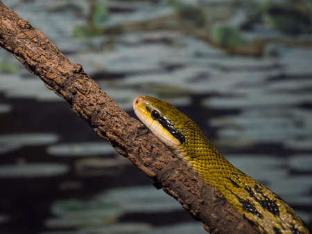 python slides slowly on the branch, illuminating a ray of sunshine