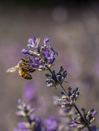 bee looking for pollen on a lavender flower, on a hot summer afternoonの写真素材